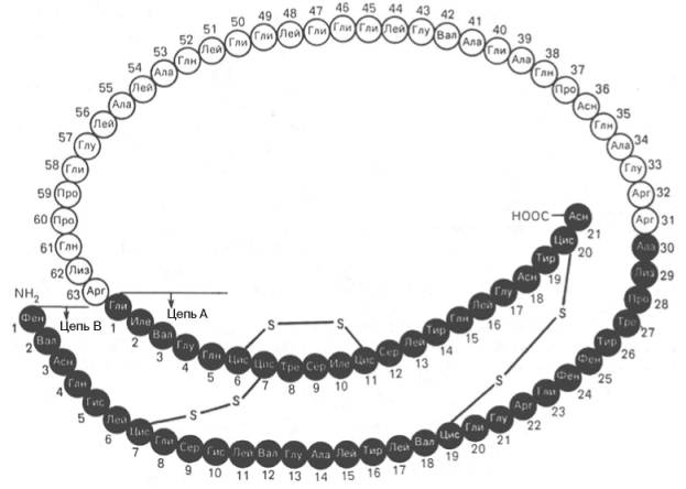 Структура проинсулина