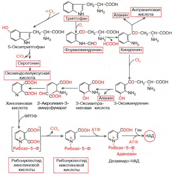 Метаболические превращения триптофана