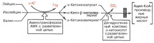 Лейцин, изолейцин и валин подвергаются трансаминированию с alpha-кетоглутаратом под действием одного общего и специфического фермента – аминотрансферазы аминокислот с разветвленной цепью с образованием соответствующих alpha-кетокислот. Последующее окислительное декарбокси-лирование alpha-кетокислот приводит к образованию ацил-КоА-производных.