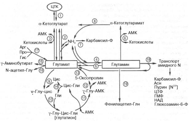 Метаболические превращения глутамата и глутамина в тканях животных (схема по Майстеру)