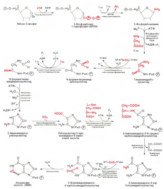 Синтез инозиновой кислоты