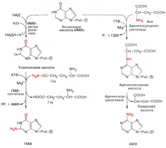Синтез АМФ и ГМФ