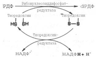 Биосинтез тимидиловых нуклеотидов