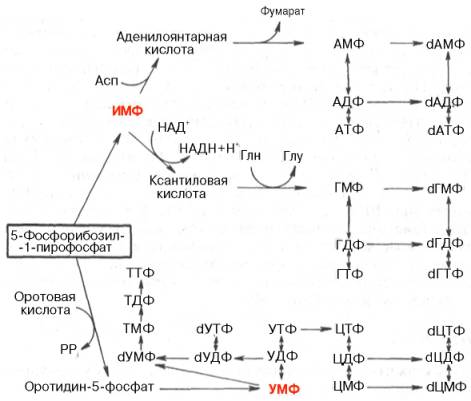 Cуммированы данные о взаимопревращениях пуриновых и пиримидиновых нуклеотидов, а также о связи их с синтезом нуклеиновых кислот.