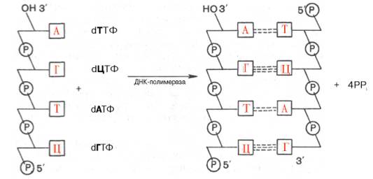 ДНК служит не только затравкой, но и матрицей, на которой фермент комплементарно и антипараллельно синтезирует дочернюю цепь ДНК.