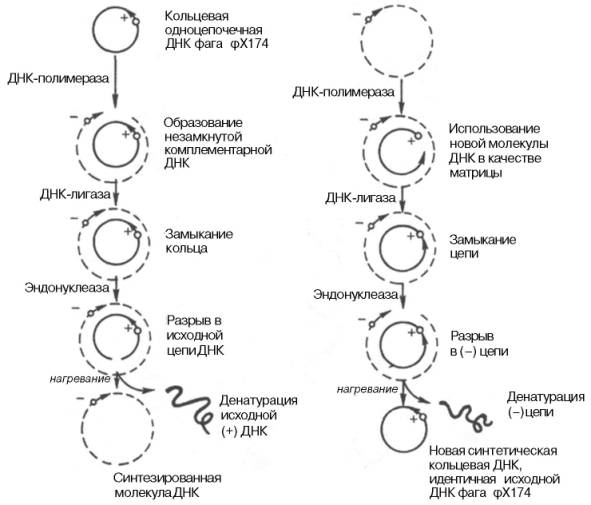 Роль ДНК-полимеразы и ДНК-лигазы в синтезе кольцевой одноцепочеч-ной ДНК фага