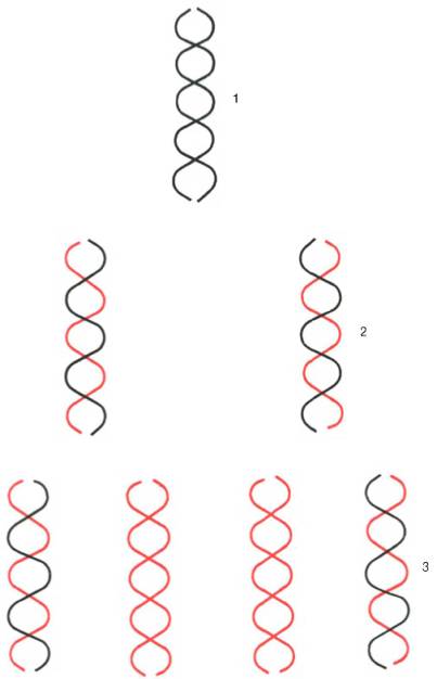 Полуконсервативная репликация ДНК in vitro