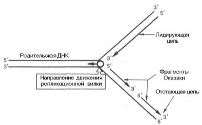 Схематическое изображение непрерывного и прерывистого синтеза цепей ДНК при репликации
