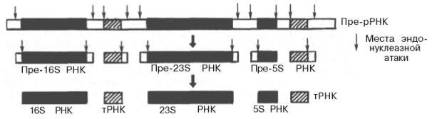 Постсинтетическая модификация пре-рРНК прокариот (по Николову)