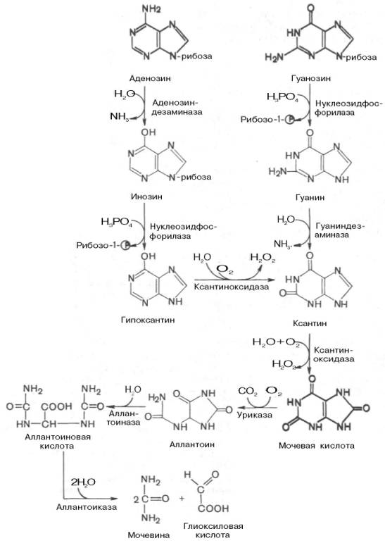 Последовательность всех этих превращений, катализируемых специфическими ферментами