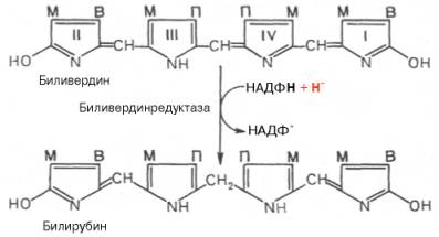Образование билирубина из биливердина