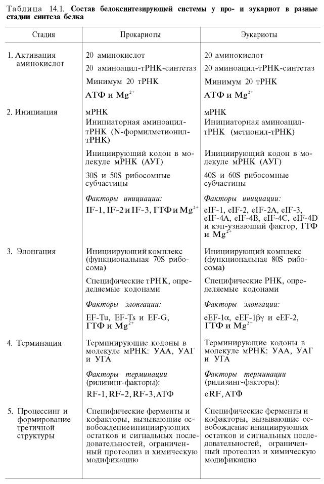Состав белоксинтезирующей системы у прокариот и эукариот в разные стадии синтеза белка