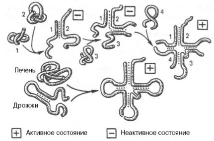Созревание валиновой тРНК (по А.А. Баеву)