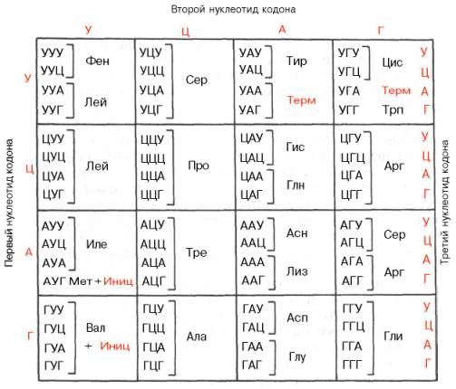 Полный кодовый «словарь» - 64 кодона