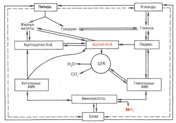 Взаимосвязь белков, жиров и углеводов
