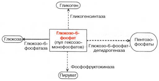 Участие глюкозо-6-фосфата в метаболизме углеводов
