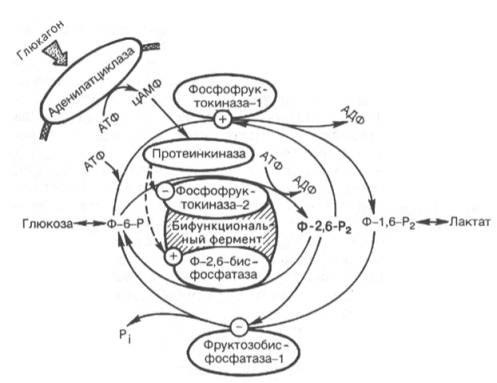 Гормональная регуляция системы фруктозо-2,6-бисфосфата (Ф-2,6-Р2) в печени при участии цАМФ-зависимых протеинкиназ