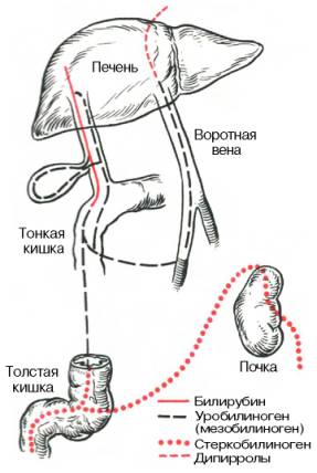 Нормальный обмен уробилиногеновых тел