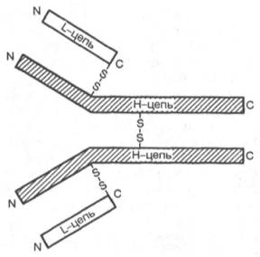 Строение молекулы иммуноглобулинов