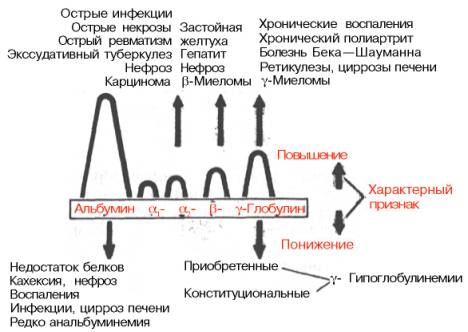 Изменения электрофореграммы белков сыворотки крови при некоторых заболеваниях (по Эммриху)