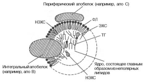 Строение частицы липопротеина
