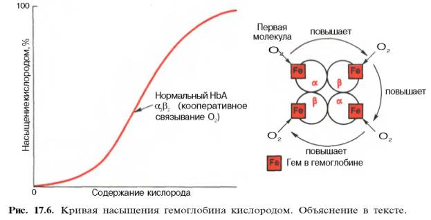 Кривая насыщения гемоглобина кислородом