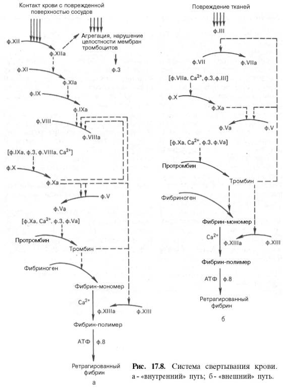 Схема свертывания крови