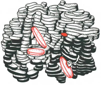 Олигомерная молекула гемоглобина