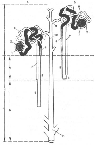 Строение юкстамедуллярного и коркового нефронов