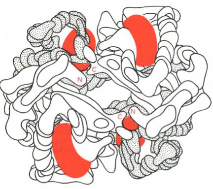 Модель гемоглобина (по Перутцу)