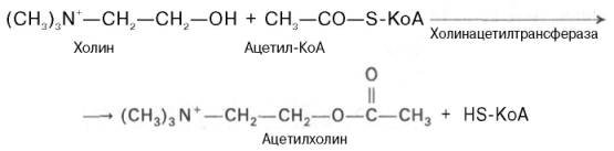 Ацетилхолин синтезируется в нервной клетке из холина и активной формы ацетата – ацетилкоэнзима А при помощи специального фермента холин-ацетилтрансферазы (холинацетилазы)