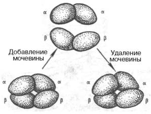 Обратимая диссоциация молекулы гемоглобина
