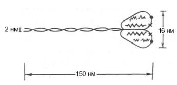 Строение молекулы миозина