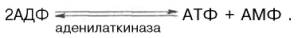 Некоторое количество АТФ может ресинтезироваться в ходе аденилаткиназной (миокиназной) реакции
