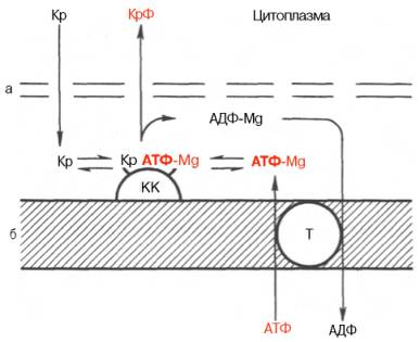 Перенос энергии из митохондрий в цитоплазму клетки миокарда