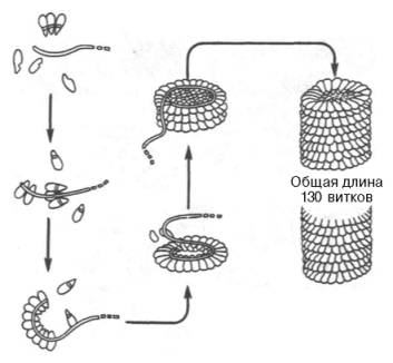 Самосборка вируса табачной мозаики