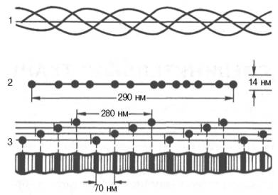 Различные уровни структурной организации коллагена (по Кону)