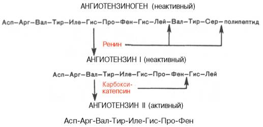Ангиотензиноген, ангиотензин I, ангиотензин II