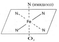 Координационные связи атома железа в молекуле гема