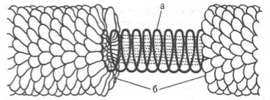 Модель вируса мозаичной болезни табака