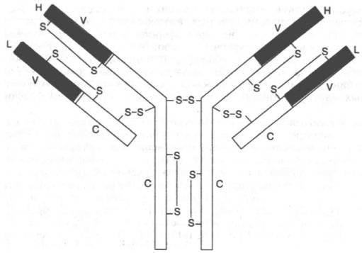 Структура иммуноглобулина IgG человека