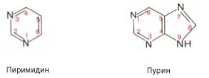 Структурные формулы пиримидина и пурина