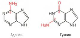 Структурные формулы аденина и гуанина