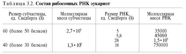 Состав рибосомных РНК эукариот