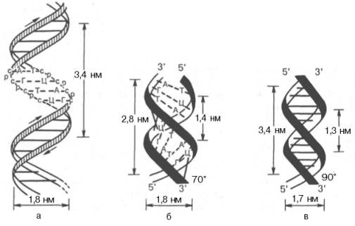 Схематическое изображение двойной спирали ДНК