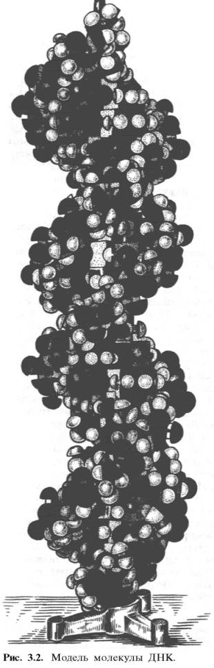 Модель молекулы ДНК