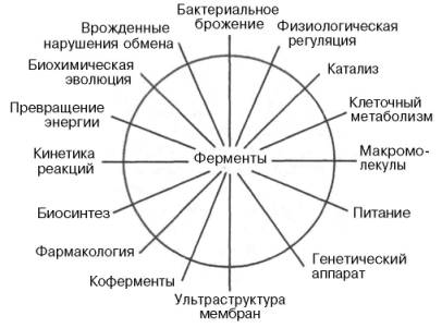 Области применения ферментов в биологии и медицине (по Грину)