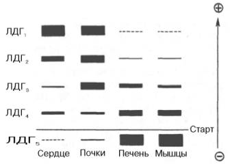 Распределение и относительные количества изоферментов ЛДГ в различных органах
