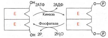 Ковалентная модификация фермента путем фосфорилирования-дефосфо-рилирования остатков серина