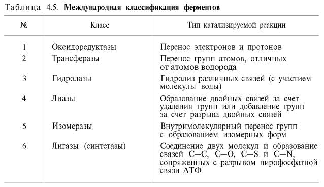Международная классификация ферментов (оксидоредуктазы, трансферазы, гидролазы, лиазы, изомеразы, лигазы (синтетазы))